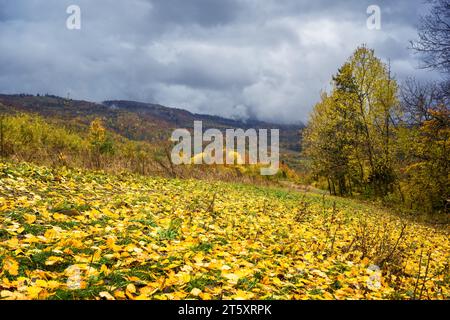 Herbstberge mit gelben Blättern und Bäumen im Herbst in den Karpaten, Ukraine. Landschaftsfotografie Stockfoto