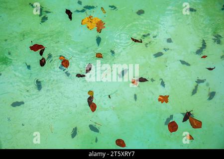 Viele herbstliche Blätter und Nadel auf der Oberfläche und am Beckenboden bei Regen. Nahtloser abstrakter Hintergrund. Stockfoto