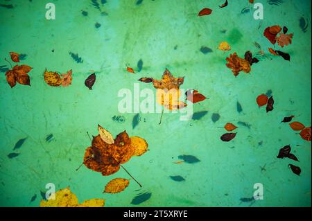 Farbe Blatt und Nadel auf der Oberfläche und am Boden des Pools, wenn es regnet. Abstrakter natürlicher Hintergrund. Stockfoto