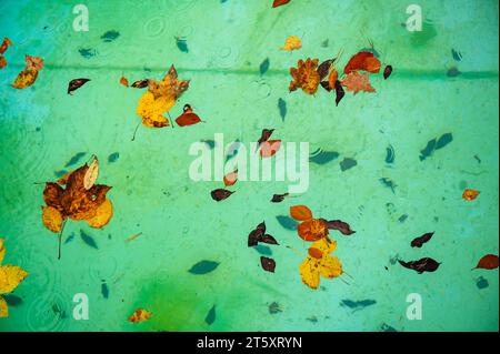 Viele herbstliche Blätter und Nadel an der Oberfläche und am unteren Pool, wenn es regnet. Abstrakter natürlicher Hintergrund. Stockfoto