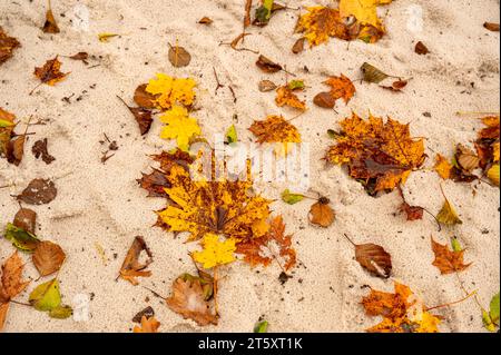 Buntes Herbstblatt, das auf nassem Sand liegt. Nahtloser abstrakter Hintergrund. Stockfoto