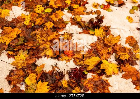 Buntes Herbstblatt auf nassem Sand. Natürlicher Hintergrund. Stockfoto