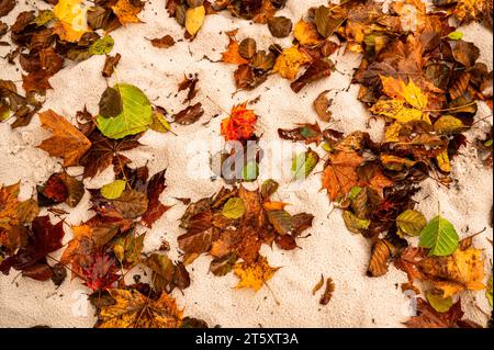 Viele warme Herbstblätter auf nassem Sand. Natürlicher Hintergrund. Stockfoto