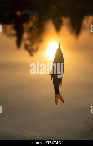 Kakerlake. Glücksspiel-Angeln am Fluss am Abend. Fisch bei Sonnenuntergang gefangen Stockfoto