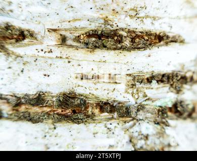 Birkenrinde auf lebendigem Baum. Europäische Weißbirke; Trauerbirke. Extreme Nahaufnahme. Auf weißer Birkenrinde (Silberrinde) schrieben Slawen (Veliky Nowgorod) Mess Stockfoto