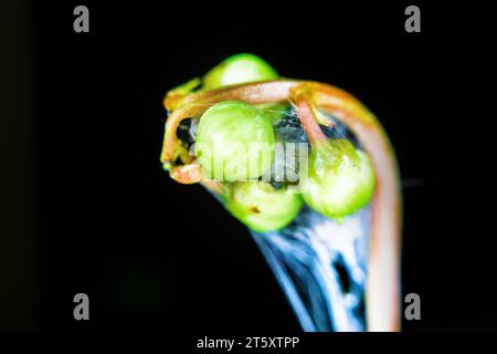 Runde Blütenknospen. Ultra-Makro auf Schwarz Stockfoto