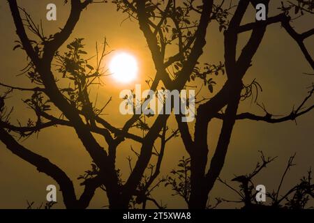 Tropischer Sonnenuntergang. Winterliche Sonnenstrahlen durch Baumäste. Thailand Stockfoto
