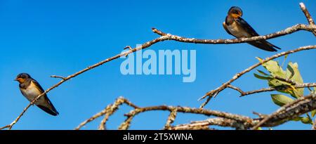 Eine Brut der Gemeinen Schwalbe (Hirundo rustica) hat das Nest verlassen und lebt im Sumpf (Weidenstrauch). Küken im Alter von 28 Tagen und Eltern zahlen weiterhin Stockfoto