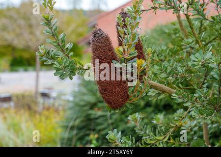 Schnitt Blatt Banksia Blume aus Zierbüschen im botanischen Garten aus nächster Nähe Stockfoto