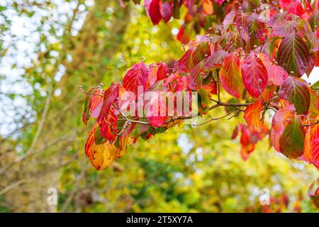 Schöne rote Herbstblätter auf einem Hartholzzweig aus nächster Nähe Stockfoto