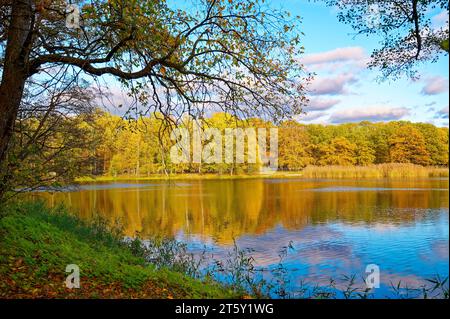 Sonnige Herbststimmung an einem kleinen See in Berlin. Stockfoto