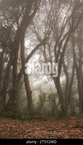 Mystische Szene in einem Rhododendron-Regenwald in Nepal Stockfoto