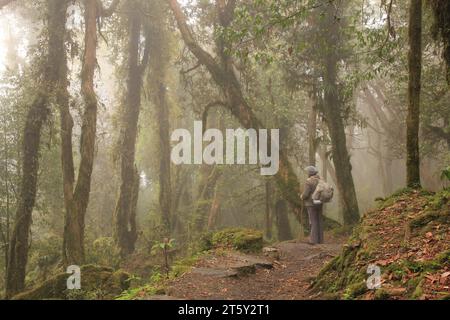 Träume wie ein Rhododendron-Regenwald in Nepal Stockfoto