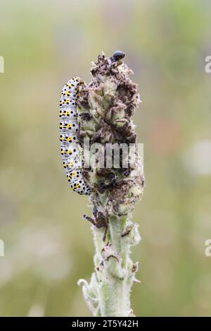 Eine raupe der Mauleinmotte (Cucullia verbasci), die sich vom Stiel einer gewöhnlichen Mauleinpflanze (Verbascum thapsus) ernährt – Kent, Großbritannien Stockfoto