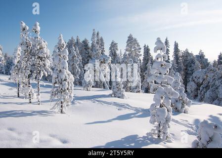 Winterlandschaft mit schneebedeckten Bäumen in Ounasvaara, Rovaniemi, Finnland. Stockfoto