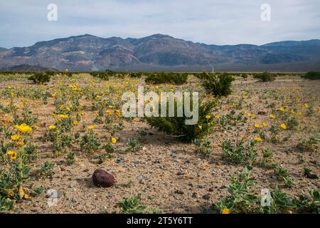 Nachdem Hurrikan Hilary im August den Death Valley National Park getroffen hatte, blühten im November Wildblumen. Stockfoto