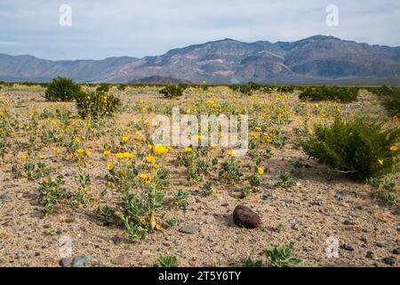 Nachdem Hurrikan Hilary im August den Death Valley National Park getroffen hatte, blühten im November Wildblumen. Stockfoto