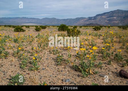 Nachdem Hurrikan Hilary im August den Death Valley National Park getroffen hatte, blühten im November Wildblumen. Stockfoto