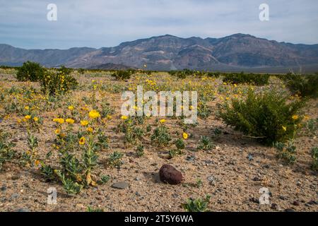 Nachdem Hurrikan Hilary im August den Death Valley National Park getroffen hatte, blühten im November Wildblumen. Stockfoto