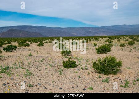 Nachdem Hurrikan Hilary im August den Death Valley National Park getroffen hatte, blühten im November Wildblumen. Stockfoto