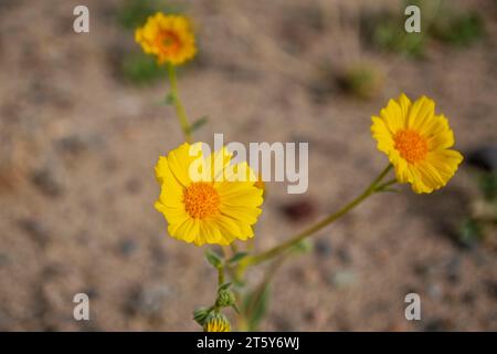 Nachdem Hurrikan Hilary im August den Death Valley National Park getroffen hatte, blühten im November Wildblumen. Stockfoto