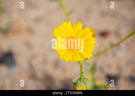 Nachdem Hurrikan Hilary im August den Death Valley National Park getroffen hatte, blühten im November Wildblumen. Stockfoto