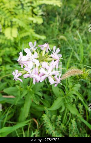 soapwort (Saponaria officinalis), auch bekannt als Wild Sweet william, wächst am Straßenrand in Clusane, Italien. September 2023 Stockfoto