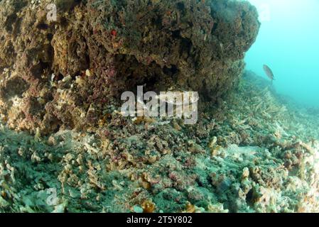 Unterwasserkorallen, die durch Hurrikan totes Korallenriff zerstört wurden. Globale Erwärmung, CO2-Anstieg in den Ozeanen, zerstörerische Fangpraktiken und Naturereignisse Stockfoto