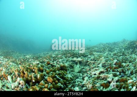 Unterwasserkorallen, die durch Hurrikan totes Korallenriff zerstört wurden. Globale Erwärmung, CO2-Anstieg in den Ozeanen, zerstörerische Fangpraktiken und Naturereignisse Stockfoto