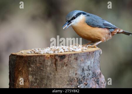 Nuthatch Sitta europaen, Wintergefieder blau grau Oberteile, schwarzer Augenstreifen, weißes Gesicht, orangefarbenes Büffelunterseite, kurzer Schwanz und meißelartiger Schnur Stockfoto