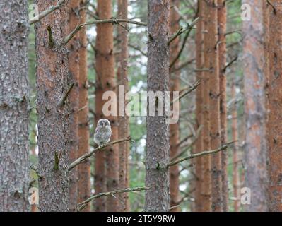 Ural-Eule. Strix uralensis Stockfoto