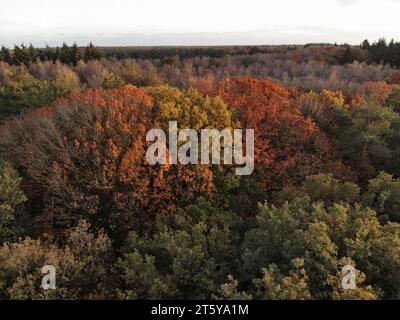 Farbenfrohe Herbstbaumkuppen - Blick auf den Wald aus der Vogelperspektive Stockfoto