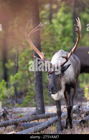 Bullen gefährdete Waldkaribou Stockfoto