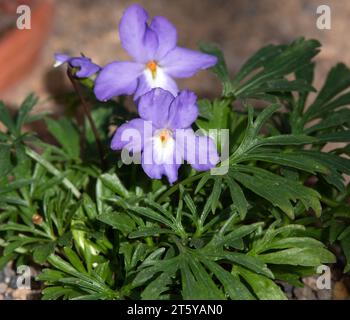 Viola pedata, Vogelfußviolett Stockfoto