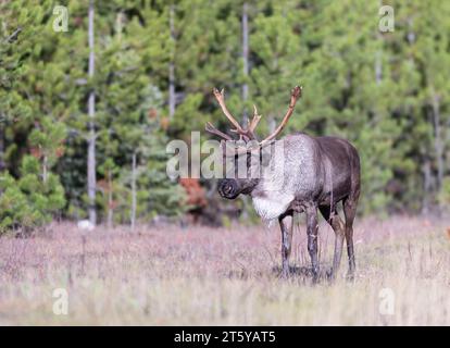 Bullen gefährdete Waldkaribou Stockfoto