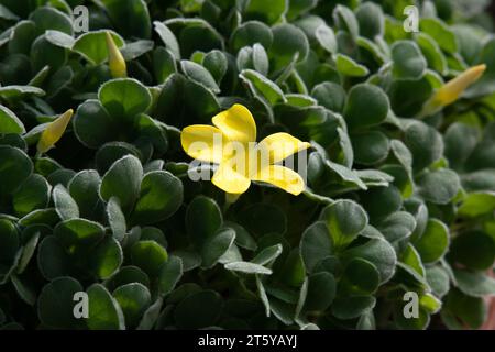 Oxalis melanosticta Stockfoto