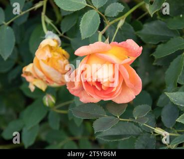 Rosa 'Lady von Shalott' Stockfoto