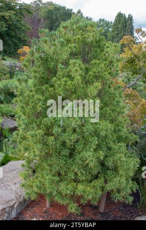 Pinus Strobus, Tiny Kurls, Weymouth Kiefer Stockfoto