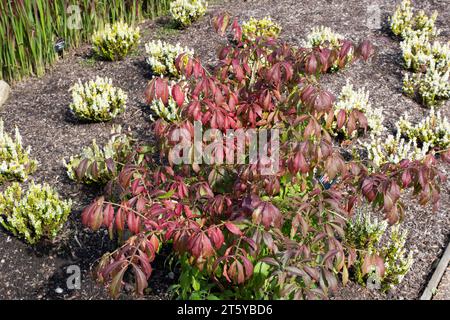 Euonymus alatus Klingenläufer Stockfoto