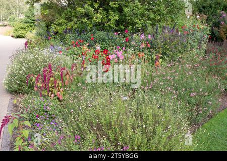 Gemischte Blumenpflanzung RHS Harlow Carr Stockfoto