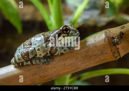 Amazonas Milchfrosch - Trachycephalus Resinifictrix, schöner bunter Baumfrosch aus Amazonas Wäldern und Sümpfen, Brasilien. Stockfoto