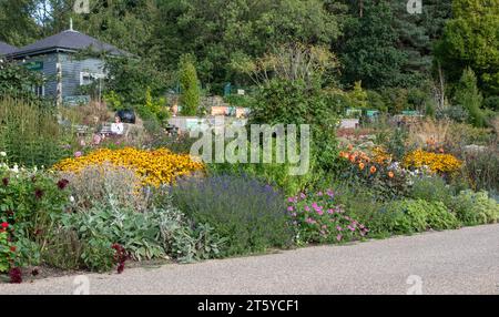 Gemischte Grenzpflanzung bei RHS Harlow Carr Stockfoto