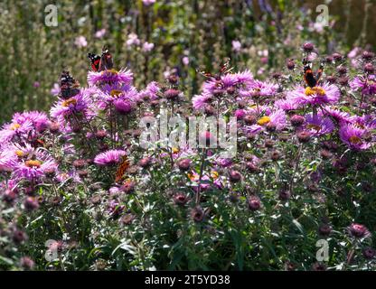 Butterfliess auf Michaelmas Daisies Stockfoto