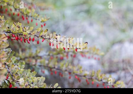 Berberis thunbergii schießen mit Früchten, Nahaufnahme mit selektivem Fokus Stockfoto