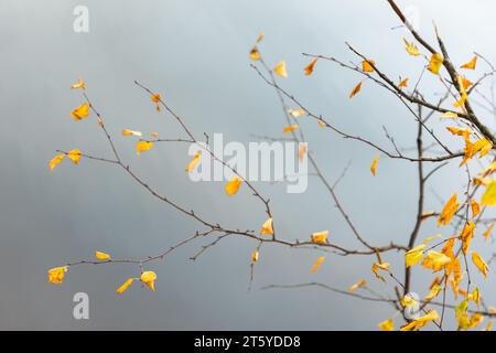 Gelbe Birkenblätter sind auf einem unscharfen blauen Hintergrund, natürliches Herbstfoto Stockfoto