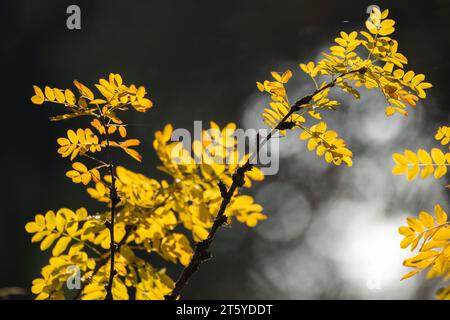 Gelbe Herbstblätter von Caragana arborescens an einem sonnigen Tag Stockfoto