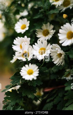 Hintergrund mit Blumenmotiv im Sommer. Matricaria chamomilla jährliche blühende Pflanze der Familie der Asteraceae. Gänseblümchenstrauch mit weißen Blüten, gelben Blütenständen und Stockfoto