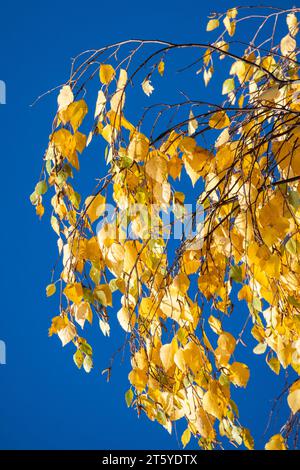 Vertikales Herbsthintergrundfoto mit gelben Birkenblättern unter blauem Himmel Stockfoto