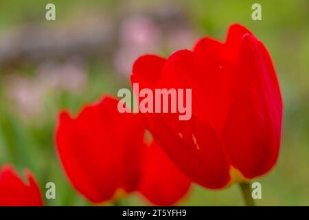 fleur tulipe france charente Stockfoto