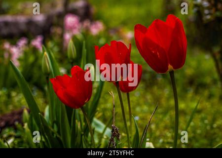 fleur tulipe france charente Stockfoto